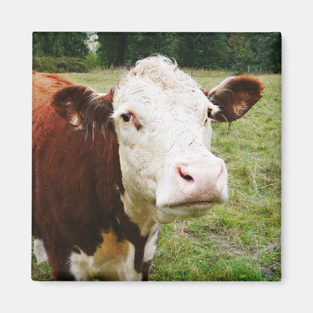 Aimant Vache de boeuf à facettes blanches (Devant)