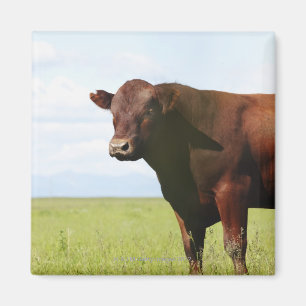 Aimant Vache de boucherie dans le domaine