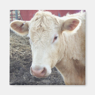 AIMANT VACHE DE CAROLE