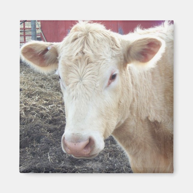AIMANT VACHE DE CAROLE (Devant)