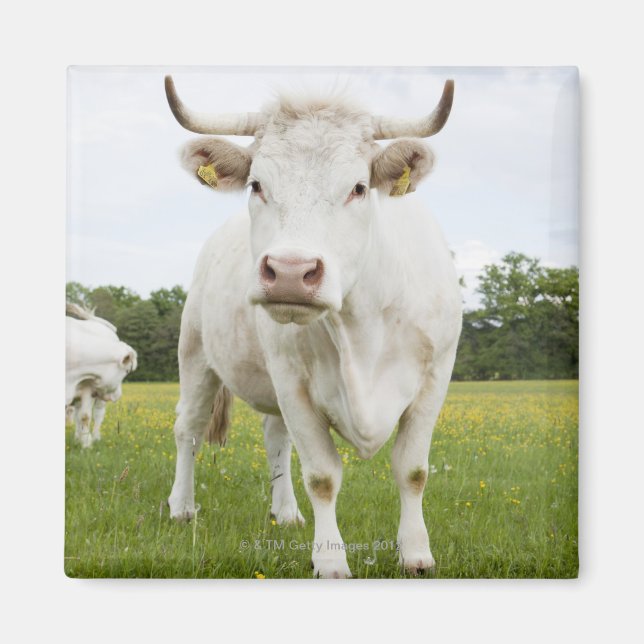 Aimant Vache debout dans un champ herbeux (Devant)