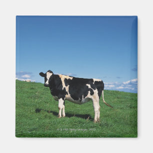 Aimant Vache du Holstein se tenant dans le domaine,