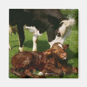 Aimant Vache et veau nouveau-né