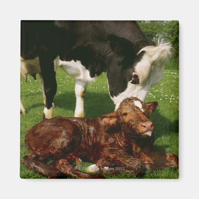 Aimant Vache et veau nouveau-né (Devant)