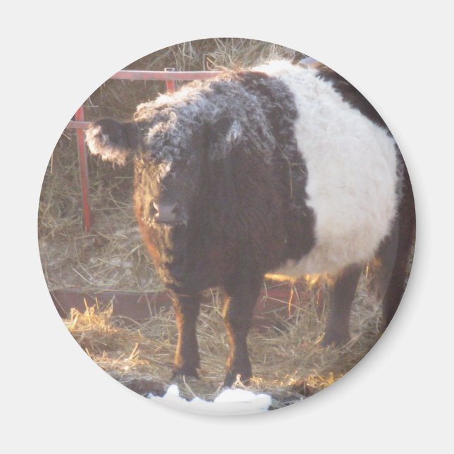 Aimant Vache galloway à ceinture gelée (Devant)