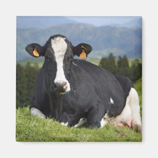 Aimant Vache Holstein