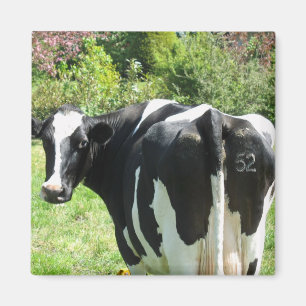 Aimant Vache néerlandaise numéro 52 regardant derrière