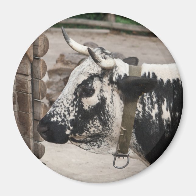 Aimant Vache pustérile (Devant)