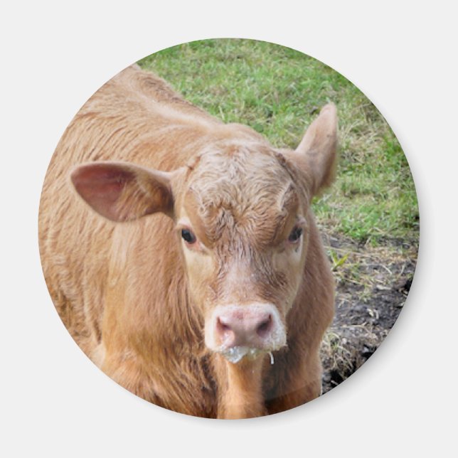 AIMANT VACHES (Devant)