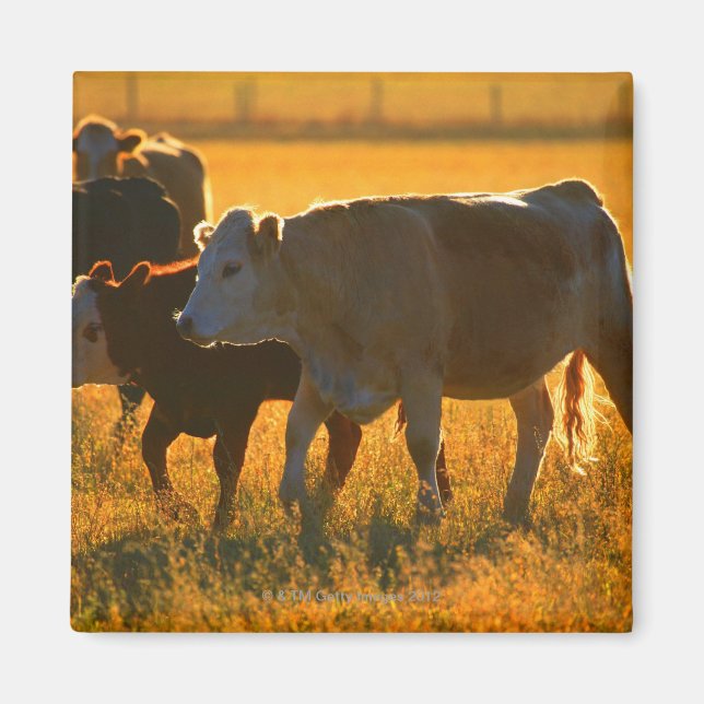Aimant Vaches au pâturage 2 (Devant)