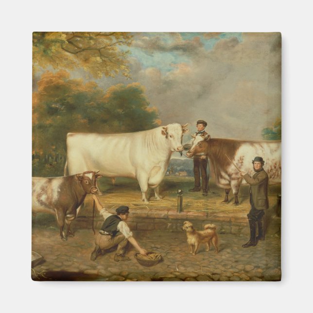 Aimant Vaches avec un éleveur (Devant)