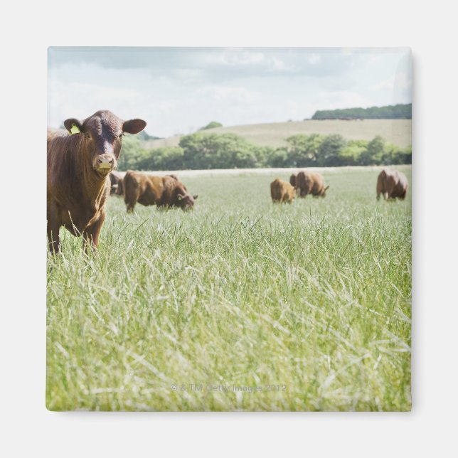 Aimant Vaches debout dans la prairie (Devant)
