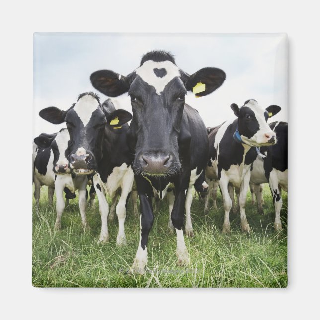 Aimant Vaches debout dans une rangée regardant la caméra (Devant)