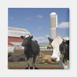 Aimant Vaches devant une grange rouge et un silo dans une