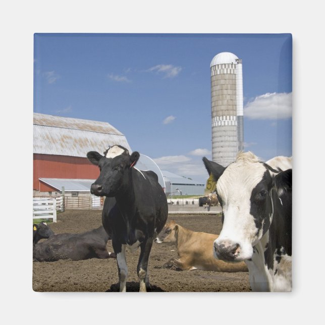 Aimant Vaches devant une grange rouge et un silo dans une (Devant)