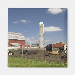 Aimant Vaches devant une grange rouge et un silo dans une