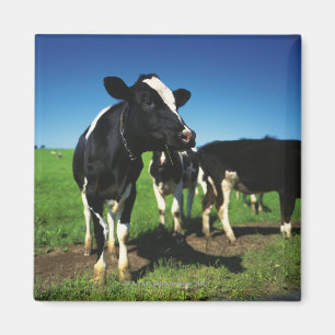 Aimant Vaches du Holstein dans un domaine