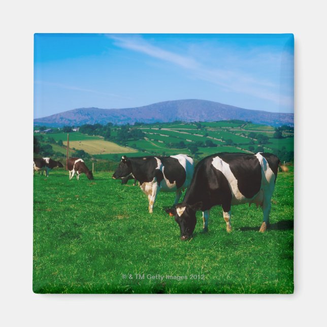 Aimant Vaches Holstein-Friesian près de Borris, Comté (Devant)