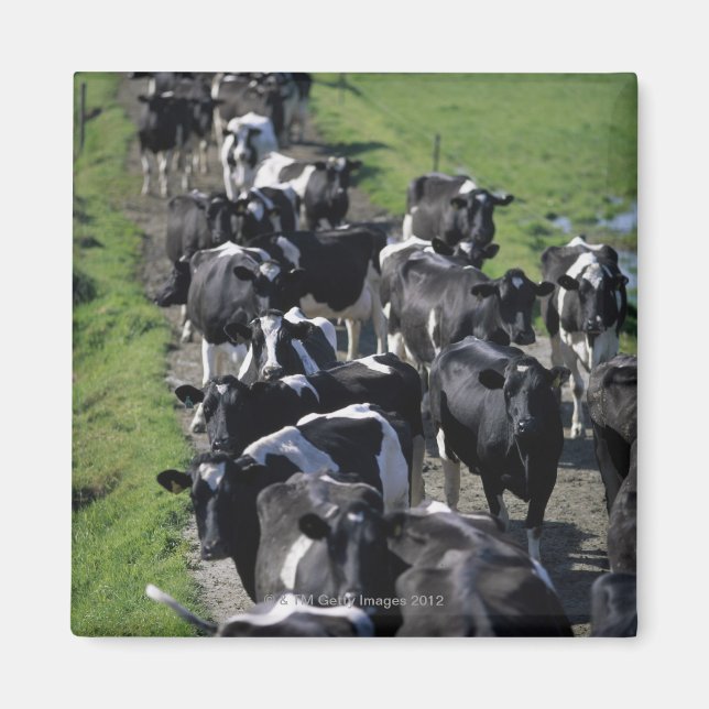 Aimant Vaches laitières en attente de traite (Devant)