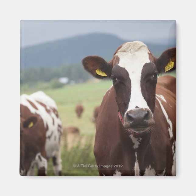 Aimant Vaches pâturantes (Devant)