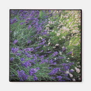 Aimant Variété de Lavande