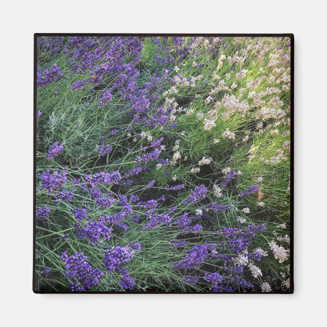 Aimant Variété de Lavande (Devant)