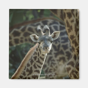 Aimant Veau de girafe avec des girafes