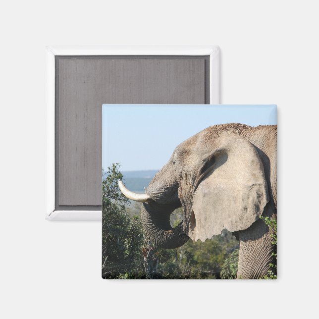 Aimant Végétation alimentaire des éléphants sauvages, Afr (Recto/Verso)