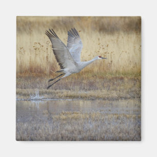 Aimant Venez voler avec moi Sandhill Crane