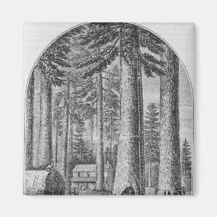 Aimant Verger gigantesque d'arbre dans la vallée du