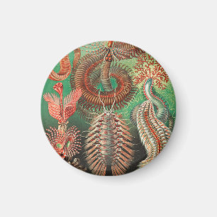 Aimant Vers, Annélides Chaetopoda par Ernst Haeckel
