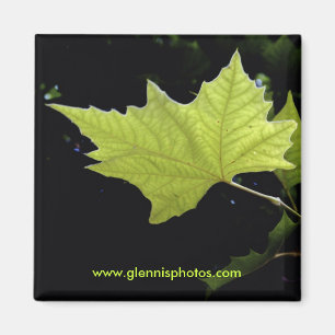 Aimant vert de feuille