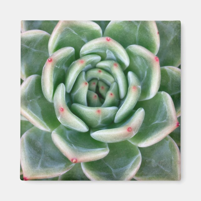 Aimant Vert rouge pourri Succulent (Devant)