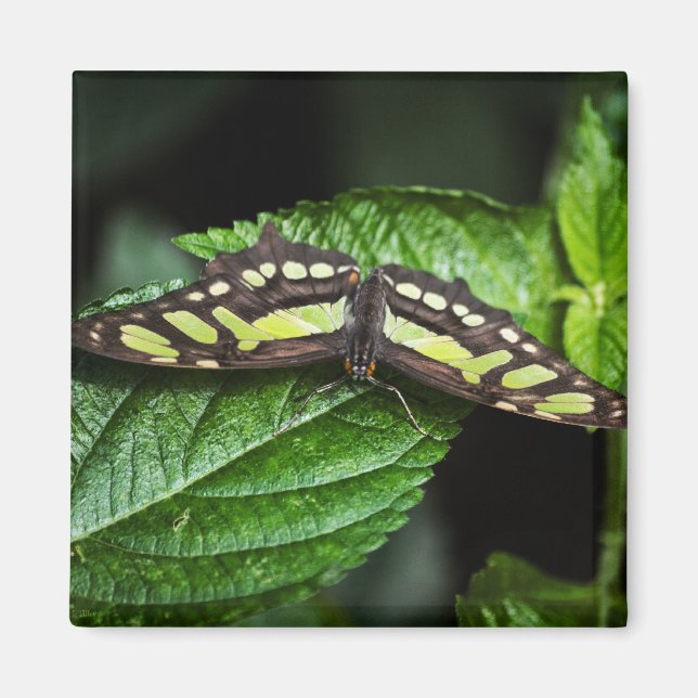 Aimant vert vif (Devant)