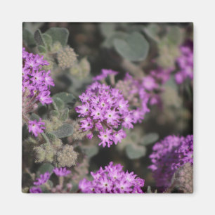 Aimant Verveine violette Réserve faunique de Coachella Va