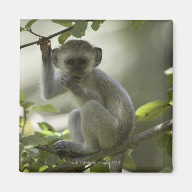 Aimant Vervet Monkey, Zimbabwe (Devant)