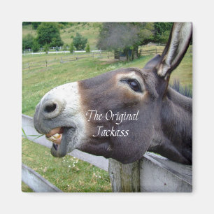 Aimant Veste originale drôle âne Mule animal de ferme