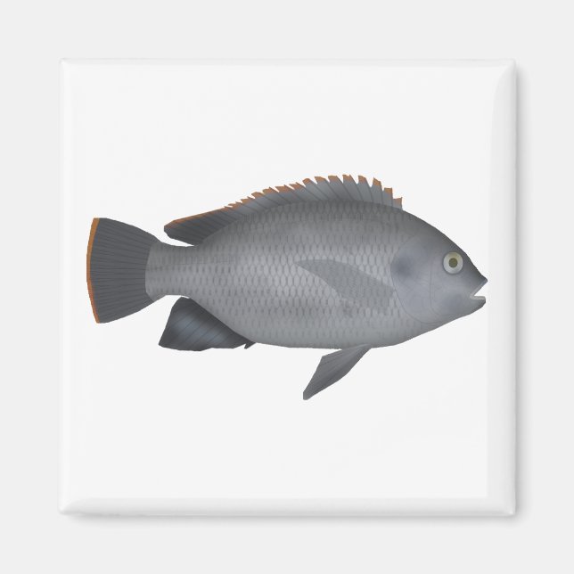 Aimant Victoria Tilapia (Devant)