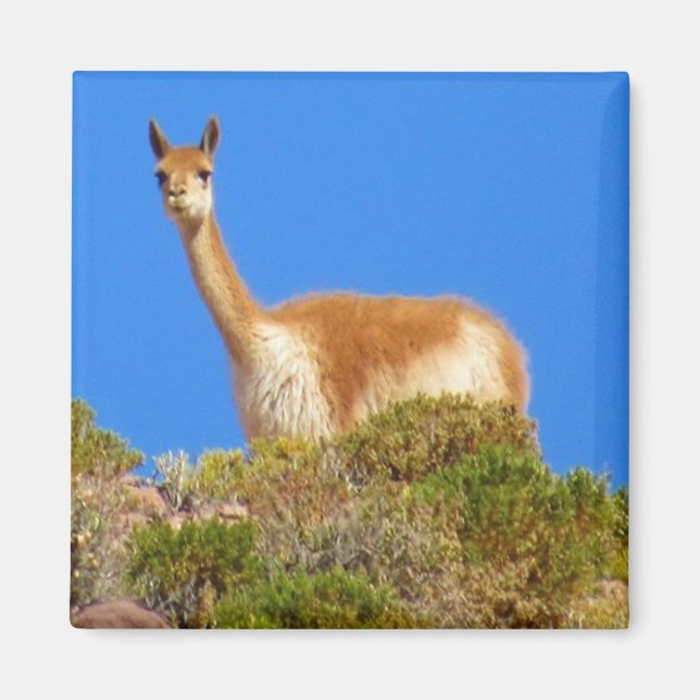 Aimant vicuña (Devant)