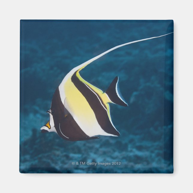 Aimant Vie sous-marine ; POISSON : Une Idole maure (Zancl (Devant)
