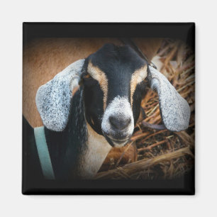 Aimant Vieille photo de portrait de Nubian de chèvre