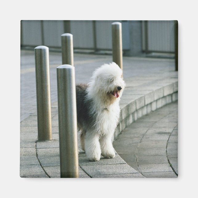 Aimant Vieux Chien de mouton anglais 2 (Devant)