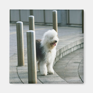 Aimant Vieux chien de moutons anglais 2