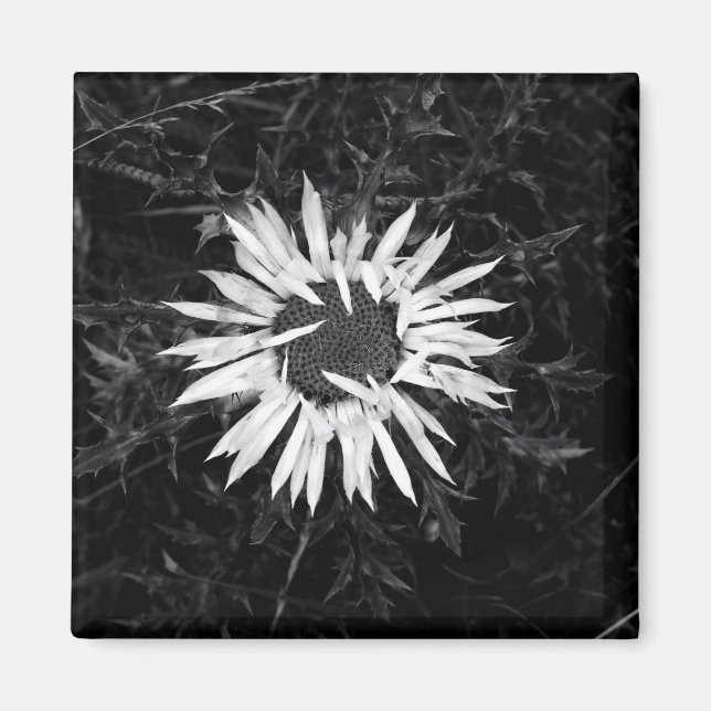 Aimant Vieux Fleur (Devant)