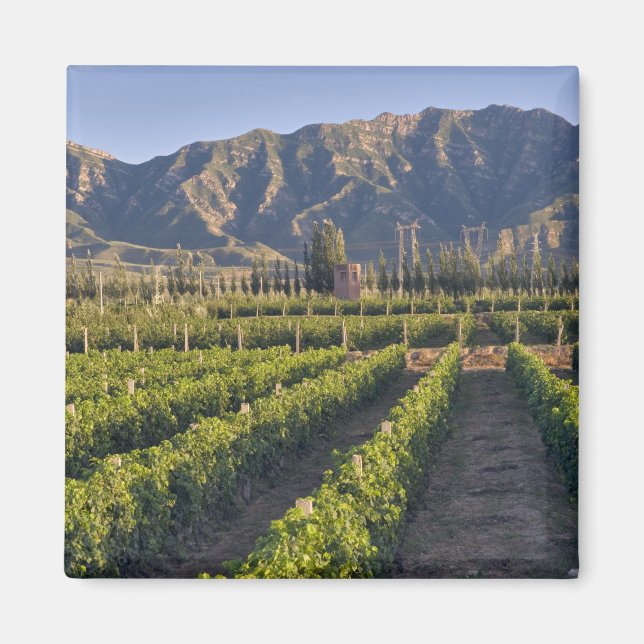 Aimant vignes de Cabernet Sauvignon à Huailai Rongchen (Devant)