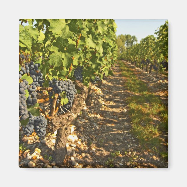 Aimant vignes de Cabernet Sauvignon alignées dans le (Devant)