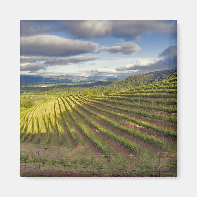 Aimant Vignoble. Vallée de Napa. Napa. Comté de Napa, (Devant)