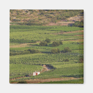Aimant vignobles de Smokvica sur Korcula depuis la Toreta