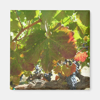 Aimant - Vin de raisin