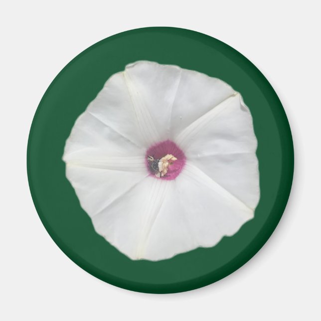 Aimant Vine d'Alamo (Devant)